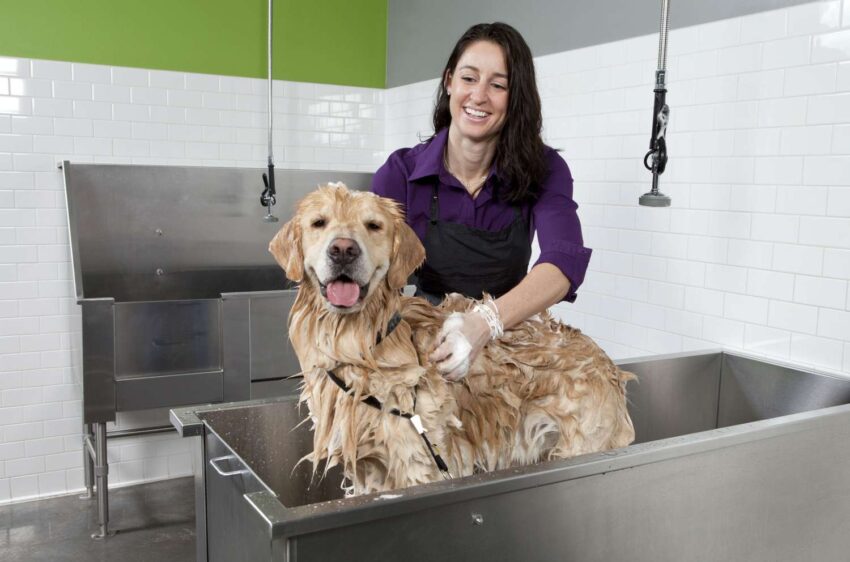 The Secrets to Success in the Dog Washing Service Franchise World!